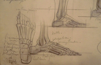 9117
<br/>
Anatomiestudie
<br/>
<em>Glansdorp, Aart</em>